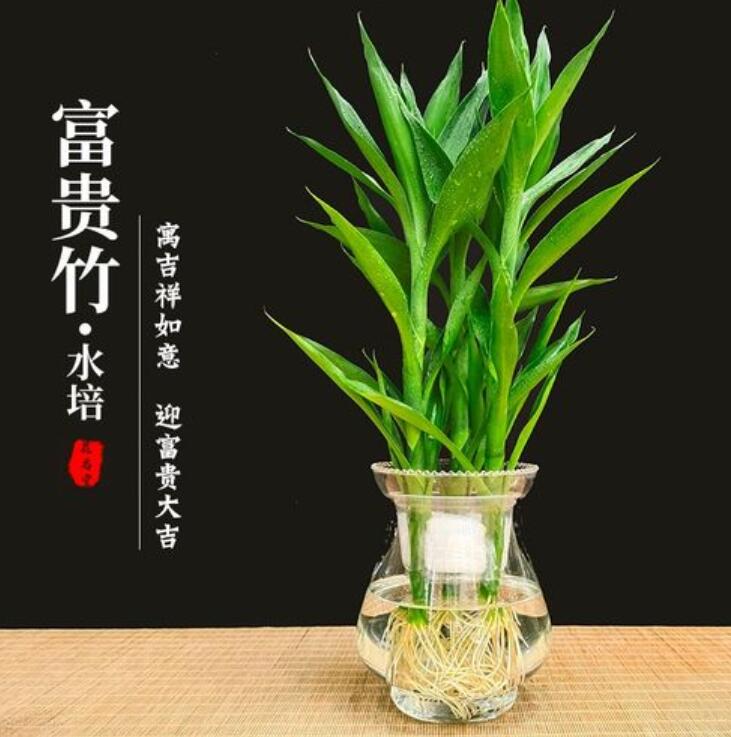 水培富贵竹能养多少年？