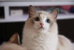 布偶猫价格多少钱一只？