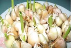 大蒜发芽能吃吗,如何防止