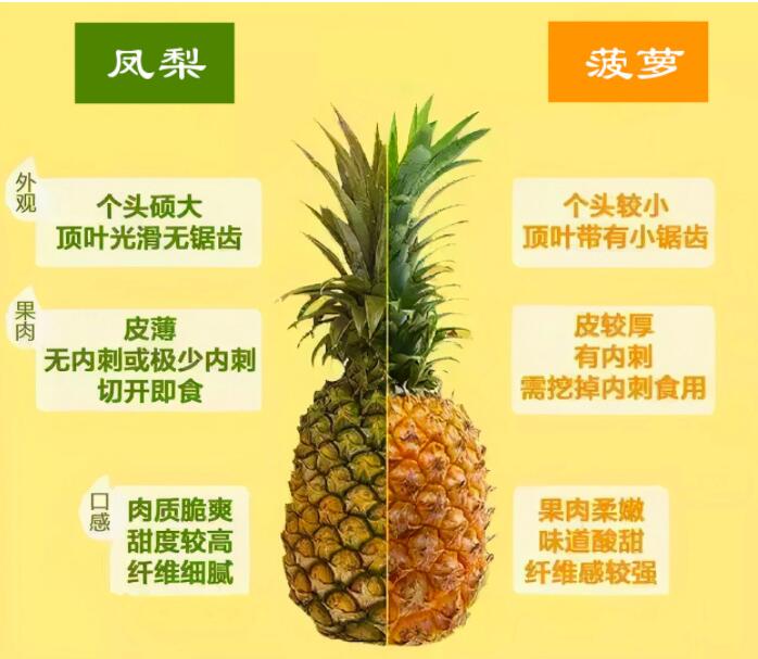 凤梨和菠萝的区别3